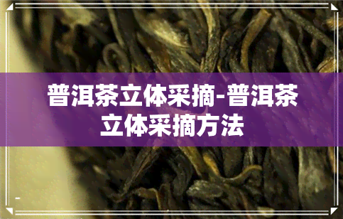 普洱茶立体采摘-普洱茶立体采摘方法