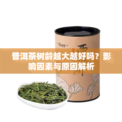 普洱茶树龄越大越好吗？影响因素与原因解析