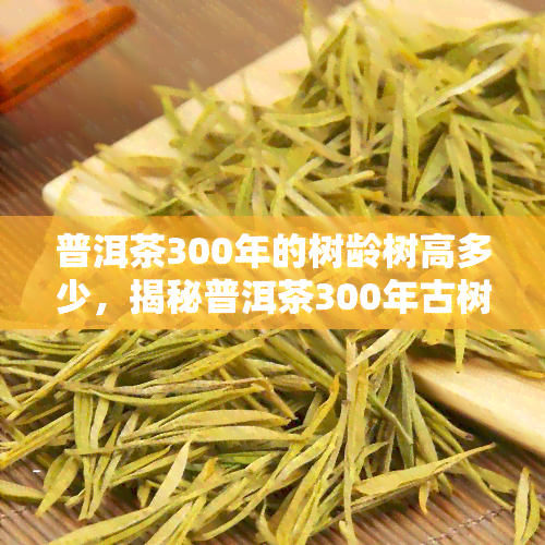 普洱茶300年的树龄树高多少，揭秘普洱茶300年古树高度！