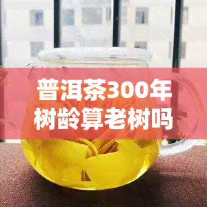 普洱茶300年树龄算老树吗，探讨：普洱茶300年树龄算不算老树？