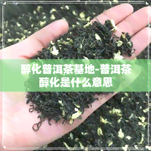 醇化普洱茶基地-普洱茶醇化是什么意思