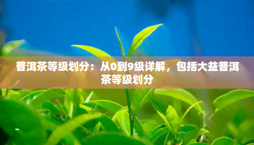 普洱茶等级划分：从0到9级详解，包括大益普洱茶等级划分