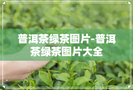 普洱茶绿茶图片-普洱茶绿茶图片大全