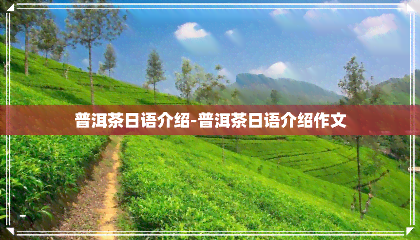 普洱茶日语介绍-普洱茶日语介绍作文