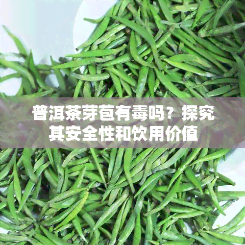 普洱茶芽苞有吗？探究其安全性和饮用价值