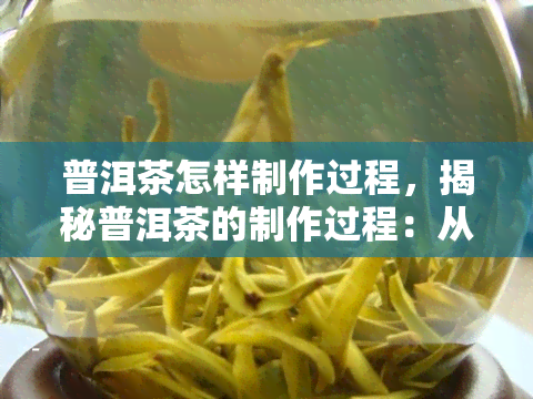 普洱茶怎样制作过程，揭秘普洱茶的制作过程：从采摘到发酵的全过程解析