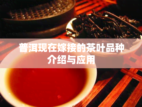 普洱现在嫁接的茶叶品种介绍与应用