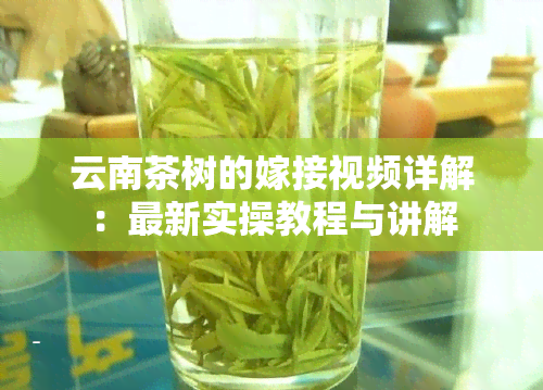 云南茶树的嫁接视频详解：最新实操教程与讲解