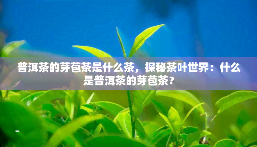 普洱茶的芽苞茶是什么茶，探秘茶叶世界：什么是普洱茶的芽苞茶？