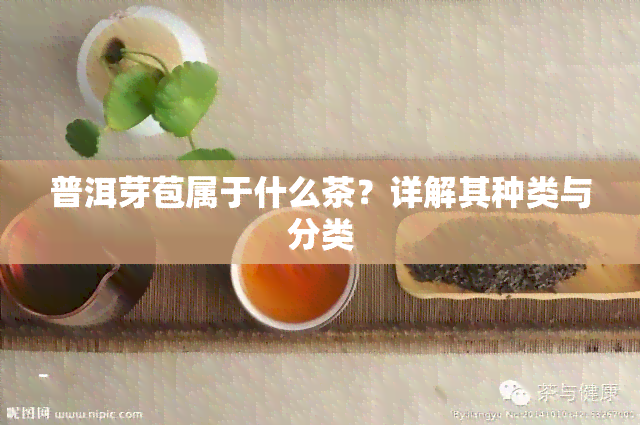 普洱芽苞属于什么茶？详解其种类与分类