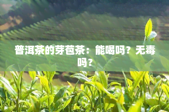 普洱茶的芽苞茶：能喝吗？无吗？