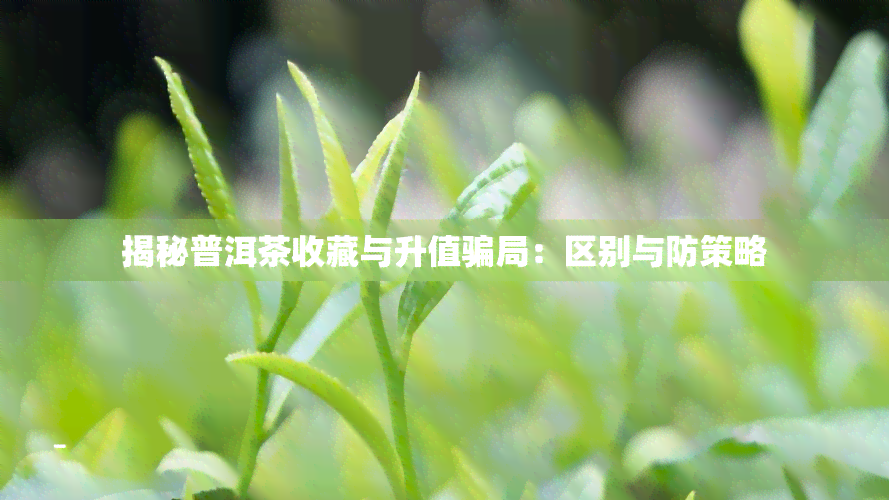 揭秘普洱茶收藏与升值骗局：区别与防策略