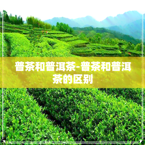 普茶和普洱茶-普茶和普洱茶的区别