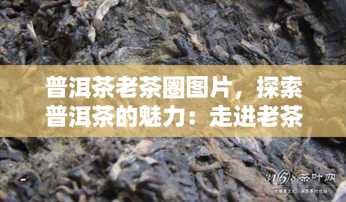 普洱茶老茶圈图片，探索普洱茶的魅力：走进老茶圈的世界，一独特的茶叶文化图片