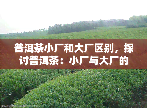 普洱茶小厂和大厂区别，探讨普洱茶：小厂与大厂的区别在哪里？