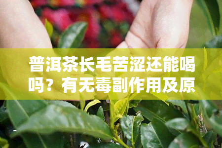 普洱茶长毛苦涩还能喝吗？有无副作用及原因解析