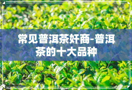 常见普洱茶奸商-普洱茶的十大品种