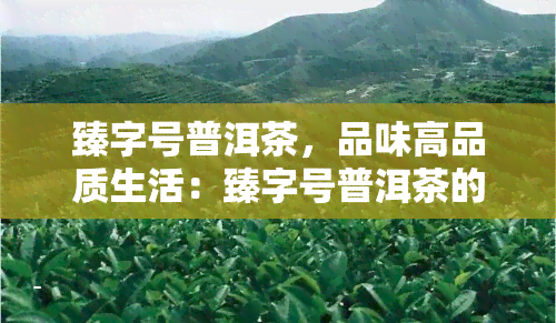 臻字号普洱茶，品味高品质生活：臻字号普洱茶的魅力探索