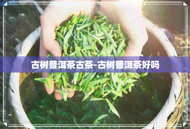 古树普洱茶古茶-古树普洱茶好吗