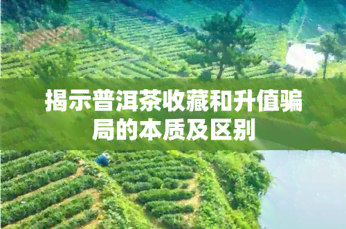 揭示普洱茶收藏和升值骗局的本质及区别