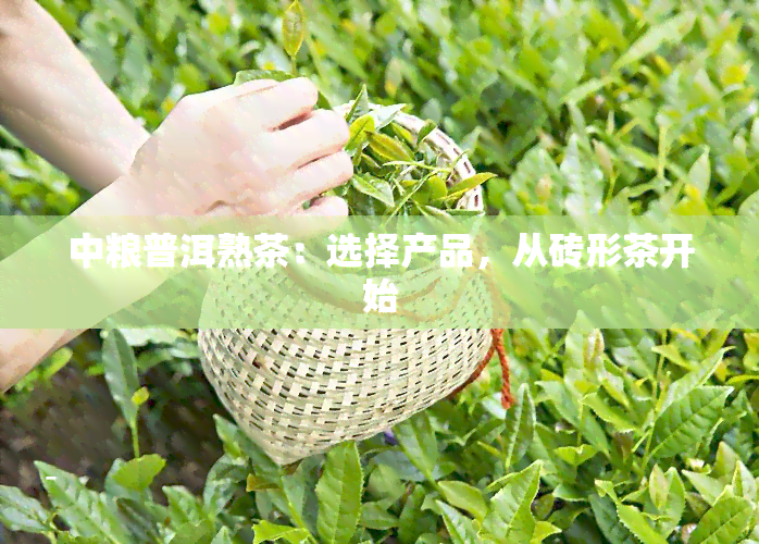 中粮普洱熟茶：选择产品，从砖形茶开始