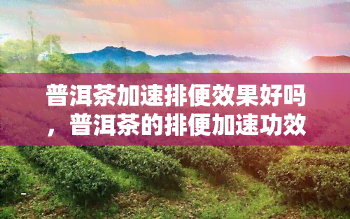 普洱茶加速排便效果好吗，普洱茶的排便加速功效：真相大揭秘！