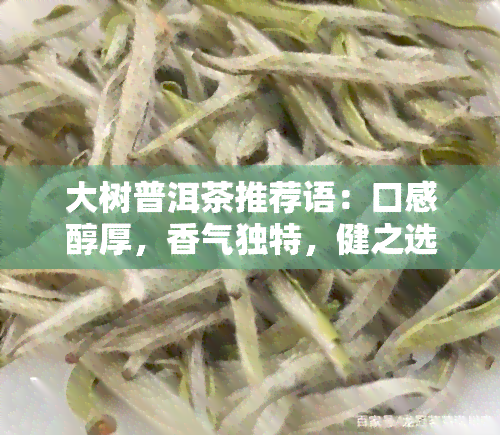 大树普洱茶推荐语：口感醇厚，香气独特，健之选！