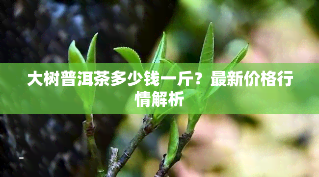 大树普洱茶多少钱一斤？最新价格行情解析