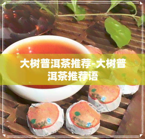 大树普洱茶推荐-大树普洱茶推荐语