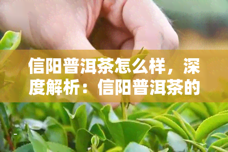 信阳普洱茶怎么样，深度解析：信阳普洱茶的品质与口感如何？