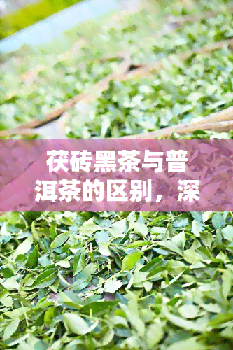 茯砖黑茶与普洱茶的区别，深度解析：茯砖黑茶与普洱茶的五大区别