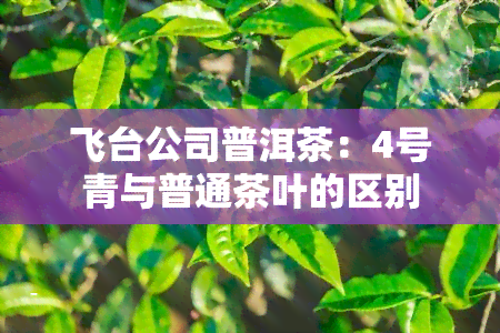 飞台公司普洱茶：4号青与普通茶叶的区别