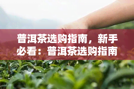 普洱茶选购指南，新手必看：普洱茶选购指南