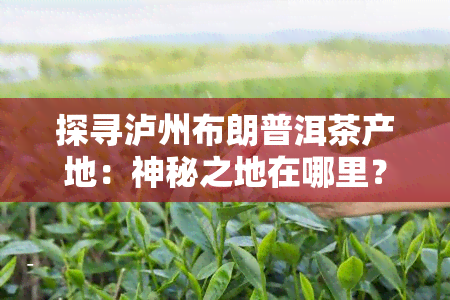 探寻泸州布朗普洱茶产地：神秘之地在哪里？