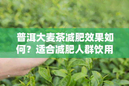 普洱大麦茶减肥效果如何？适合减肥人群饮用吗？