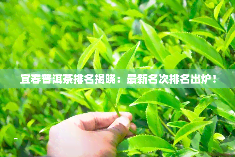 宜春普洱茶排名揭晓：最新名次排名出炉！