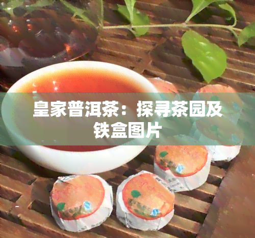 皇家普洱茶：探寻茶园及铁盒图片