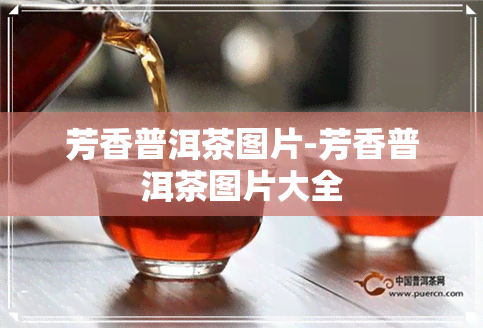 芳香普洱茶图片-芳香普洱茶图片大全