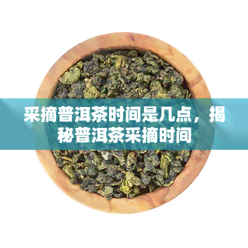 采摘普洱茶时间是几点，揭秘普洱茶采摘时间