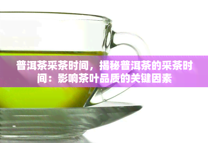 普洱茶采茶时间，揭秘普洱茶的采茶时间：影响茶叶品质的关键因素