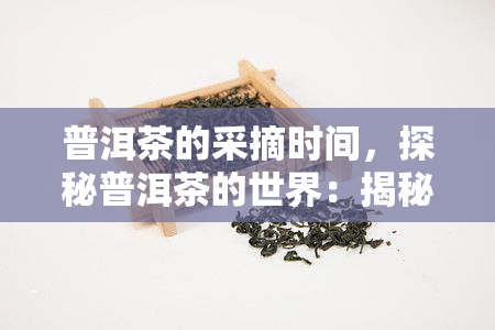 普洱茶的采摘时间，探秘普洱茶的世界：揭秘采摘时间