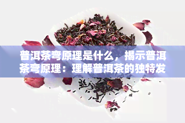 普洱茶弯原理是什么，揭示普洱茶弯原理：理解普洱茶的独特发酵过程