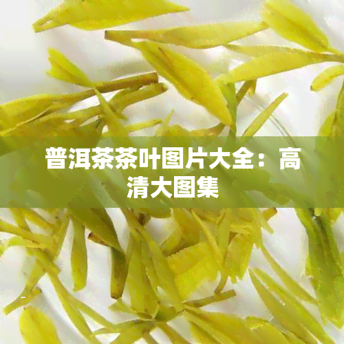 普洱茶茶叶图片大全：高清大图集