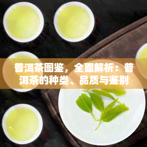 普洱茶图鉴，全面解析：普洱茶的种类、品质与鉴别方法——普洱茶图鉴