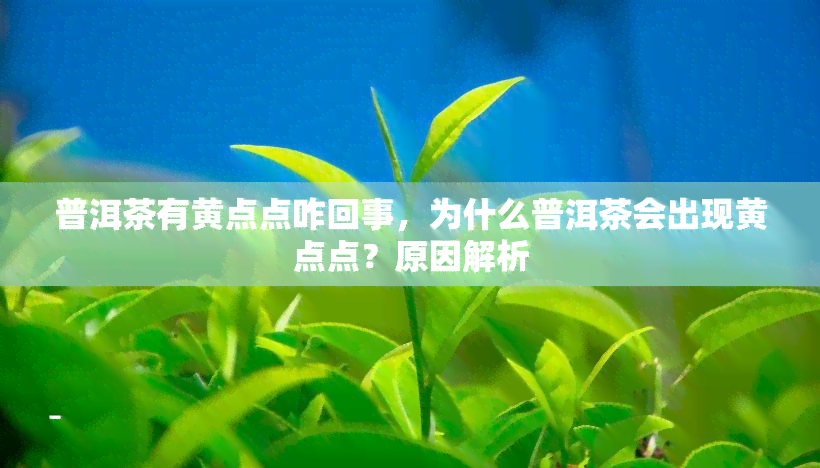 普洱茶有黄点点咋回事，为什么普洱茶会出现黄点点？原因解析