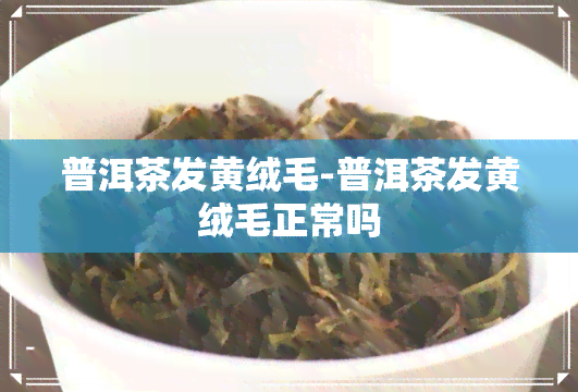 普洱茶发黄绒毛-普洱茶发黄绒毛正常吗