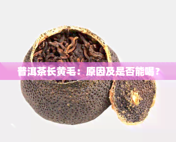 普洱茶长黄毛：原因及是否能喝？