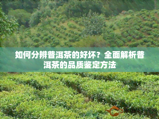 如何分辨普洱茶的好坏？全面解析普洱茶的品质鉴定方法