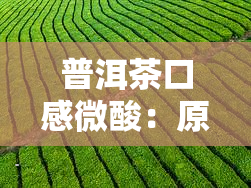 普洱茶口感微酸：原因解析