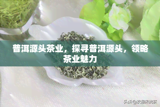 普洱源头茶业，探寻普洱源头，领略茶业魅力